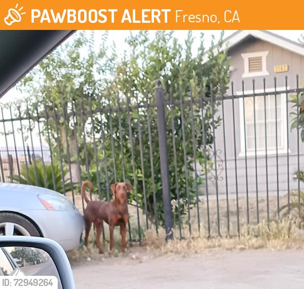 Found/Stray Unknown Dog last seen Tilley elementary School , Fresno, CA 93737