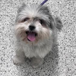 Shelter Stray Male Dog last seen WINTHROP & TROJAN DETROIT, MI 48235, Detroit, MI 48211