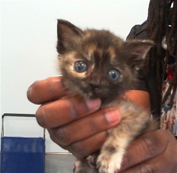 Shelter Stray Female Cat last seen CHARLOTTE, 8315 Byrum Dr, Charlotte, NC 28217, USA