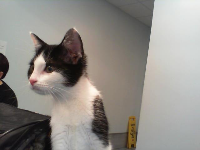 Shelter Stray Female Cat last seen CHARLOTTE, Charlotte, NC 28217