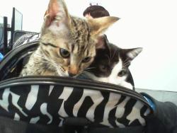 Shelter Stray Female Cat last seen CHARLOTTE, Charlotte, NC 28217