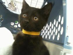Shelter Stray Female Cat last seen CHARLOTTE, Charlotte, NC 28217