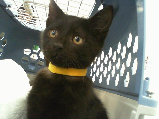 Shelter Stray Female Cat last seen CHARLOTTE, Charlotte, NC 28217