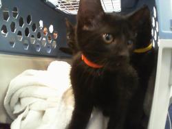 Shelter Stray Female Cat last seen CHARLOTTE, Charlotte, NC 28217