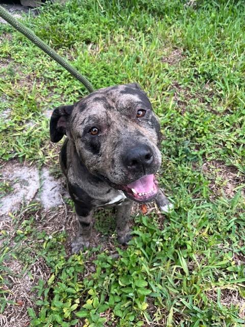 Shelter Stray Male Dog last seen Near BLOCK NW 20TH AVE, Doral, FL 33122