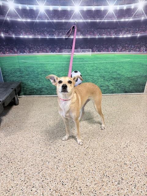 Shelter Stray Female Dog last seen US1 AND 17 AVE, Doral, FL 33122