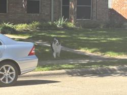 Found/Stray Unknown Dog last seen Red jeep with spare tire on back, E Grubb and Jacksonhole cross street, Mesquite, TX 75149