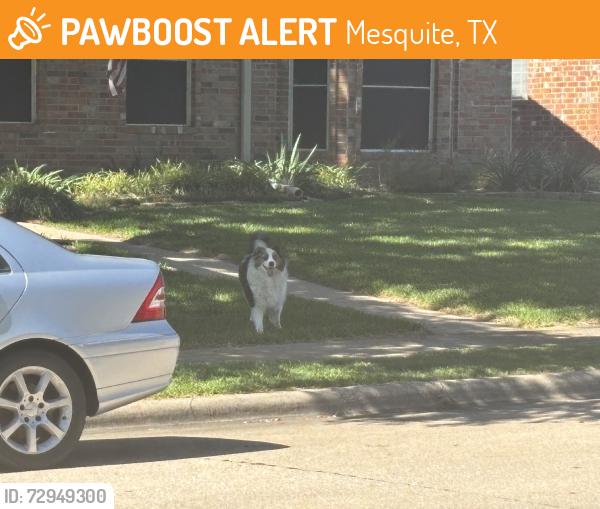 Found/Stray Unknown Dog last seen Red jeep with spare tire on back, E Grubb and Jacksonhole cross street, Mesquite, TX 75149