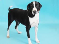 Shelter Stray Male Dog last seen BROADWAY NEAR BUSCH STADIUM, Brentwood, MO 63144