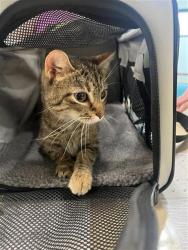 Shelter Stray Female Cat last seen Near BLOCK ALPEN ROSE CT, Brentwood, MO 63144