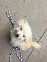 Shelter Stray Male Dog last seen , 4000 N Silverbell Rd, Tucson, AZ 85745, USA