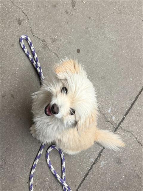 Shelter Stray Male Dog last seen , 4000 N Silverbell Rd, Tucson, AZ 85745, USA
