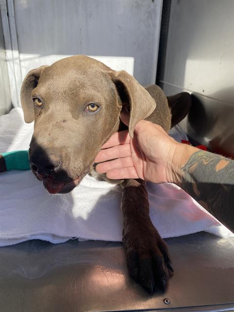 Shelter Stray Male Dog last seen , Tucson, AZ 85745