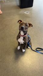 Shelter Stray Male Dog last seen Near BLOCK EMUNESS RD FRONT PORCH, Jacksonville, FL 32204