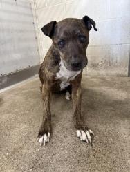Shelter Stray Female Dog last seen 19TH, San Bernardino, CA 92401