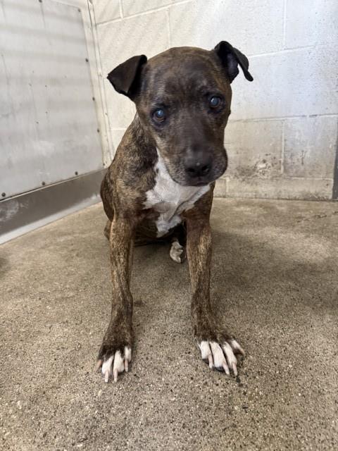 Shelter Stray Female Dog last seen 19TH, San Bernardino, CA 92401