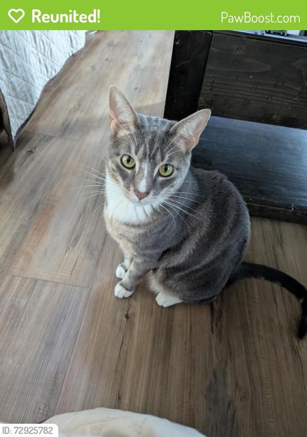 Reunited Male Cat last seen Fleetwood Park, Fleetwood, PA 19522