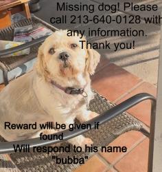 Lost Male Dog last seen Near Arlington St, Bakersfield, CA 93305