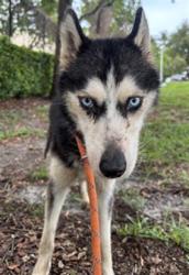 Shelter Stray Female Dog last seen Near BLOCK ADAMS ST, HOLLYWOOD FL 33020, Davie, FL 33312