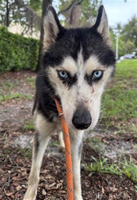 Shelter Stray Female Dog last seen Near BLOCK ADAMS ST, HOLLYWOOD FL 33020, Davie, FL 33312