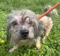 Shelter Stray Male Dog last seen Near BLOCK NW 30 PL, SUNRISE FL 33323, Davie, FL 33312