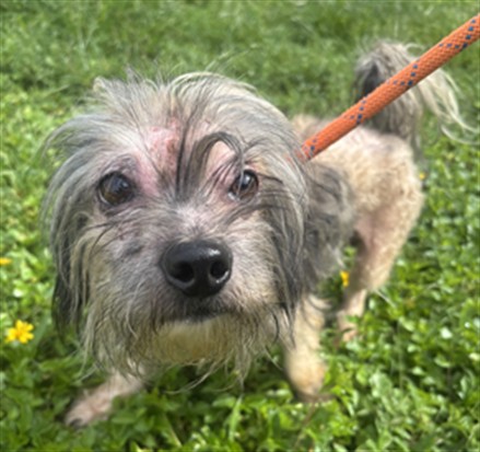 Shelter Stray Male Dog last seen Near BLOCK NW 30 PL, SUNRISE FL 33323, Davie, FL 33312