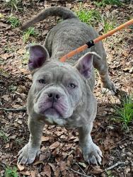 Shelter Stray Female Dog last seen Near BLOCK DR B J MCCORMICK AVE, POMPANO BEACH, FL 33069, Davie, FL 33312