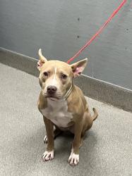 Shelter Stray Male Dog last seen Near BLOCK S EASTERN AVE, LAS VEGAS NV 89119, Las Vegas, NV 89101