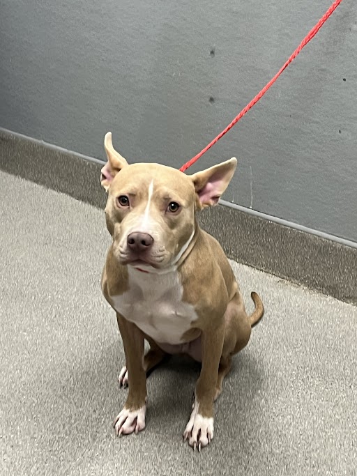 Shelter Stray Male Dog last seen Near BLOCK S EASTERN AVE, LAS VEGAS NV 89119, Las Vegas, NV 89101