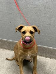 Shelter Stray Female Dog last seen E BONANZA RD & N MARYLAND PKWY, Las Vegas, NV 89101