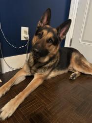 Found/Stray Male Dog last seen Columbia Dr and woods dr, Decatur, GA 30032