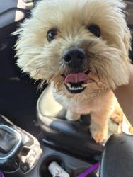 Reunited Male Dog last seen Mitc drive and Crosby blvd, Midwest City, OK 73110