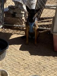 Reunited Female Dog last seen Wickered rd, Menifee, CA 92584