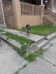 Found/Stray Male Dog last seen 73rd and morgan, Chicago, IL 60621