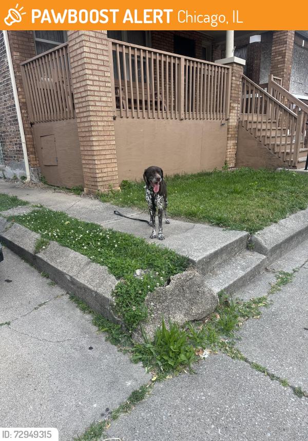 Found/Stray Male Dog last seen 73rd and morgan, Chicago, IL 60621