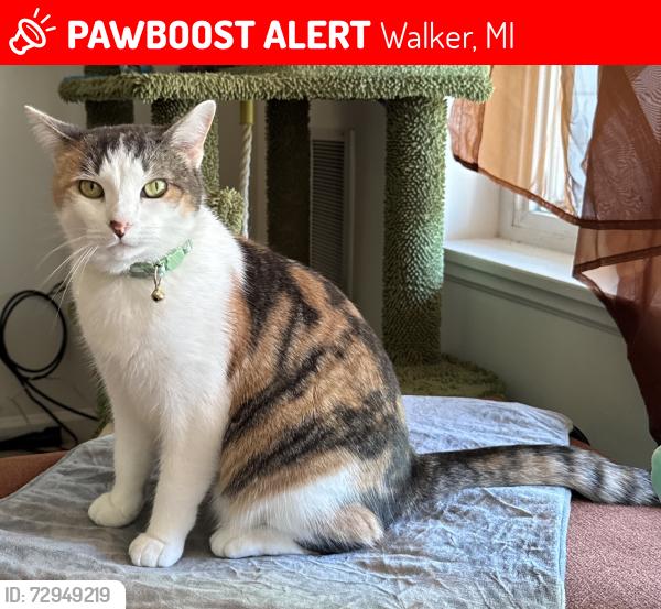 Lost Female Cat last seen In the woods between Bayberry and Waterford, Walker, MI 49534