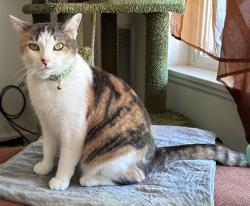 Lost Female Cat last seen In the woods between Bayberry and Waterford, Walker, MI 49534