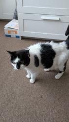 Reunited Female Cat last seen In the garden , Greater London, England CR0