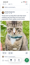 Lost Male Cat last seen Turkey hill gas station , Myerstown, PA 17067