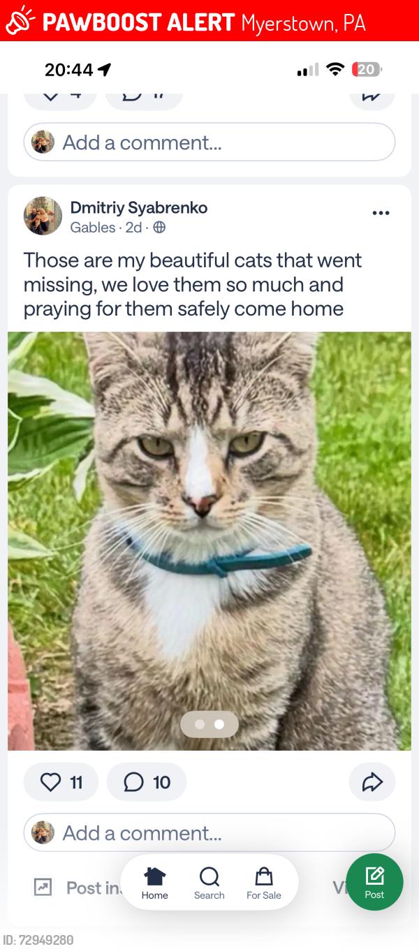 Lost Male Cat last seen Turkey hill gas station , Myerstown, PA 17067