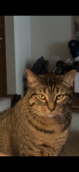 Lost Female Cat last seen Indian ridge lakes cndmniums , Indian Head Park, IL 60525