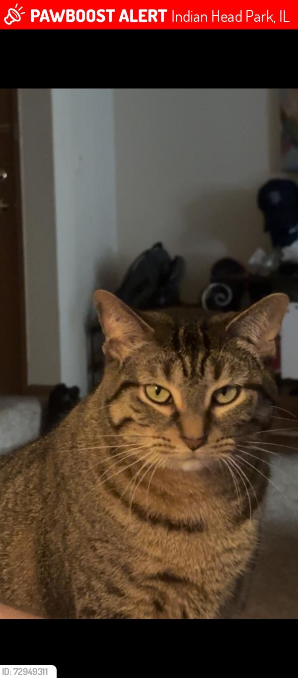Lost Female Cat last seen Indian ridge lakes cndmniums , Indian Head Park, IL 60525