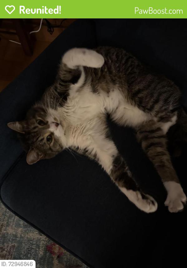 Reunited Male Cat last seen Great rd, Jaffery nh , Jaffrey, NH 03452