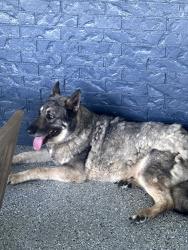 Reunited Male Dog last seen Del & Donna, Denton, TX 76207