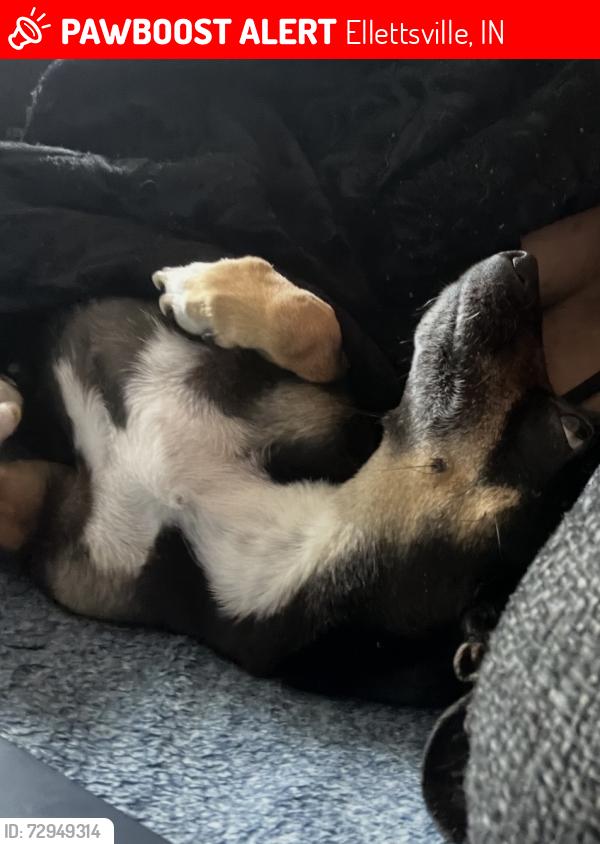 Lost Female Dog last seen Marathon Gas station/ SR46, Ellettsville, IN 47429