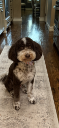 Reunited Male Dog last seen 86th St., North and 177th, Owasso, OK 74055