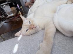 Reunited Male Cat last seen ODU, Norfolk, VA 23508