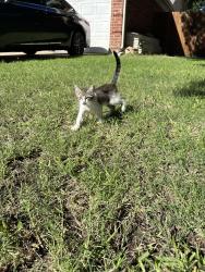 Found/Stray Female Cat last seen Waxwing Drive, Arlington, TX 76018