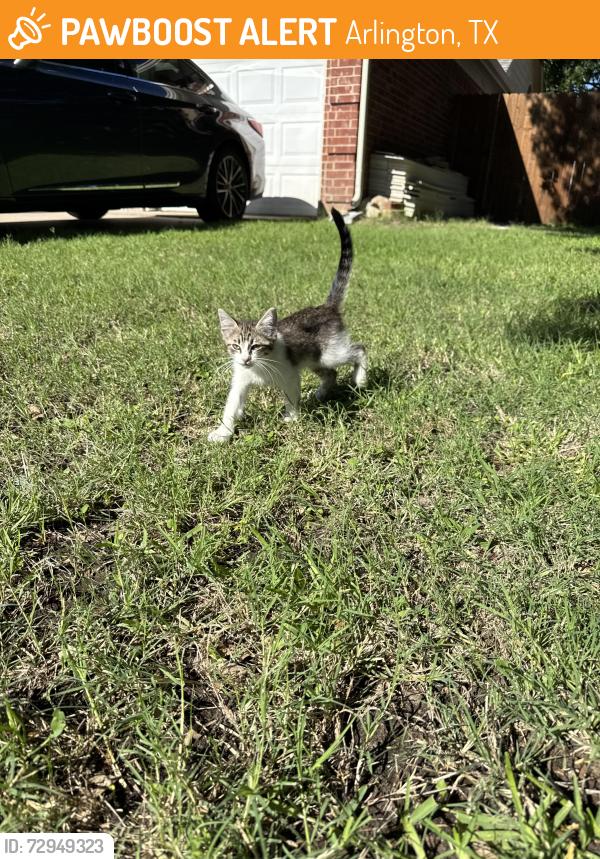 Found/Stray Female Cat last seen Waxwing Drive, Arlington, TX 76018