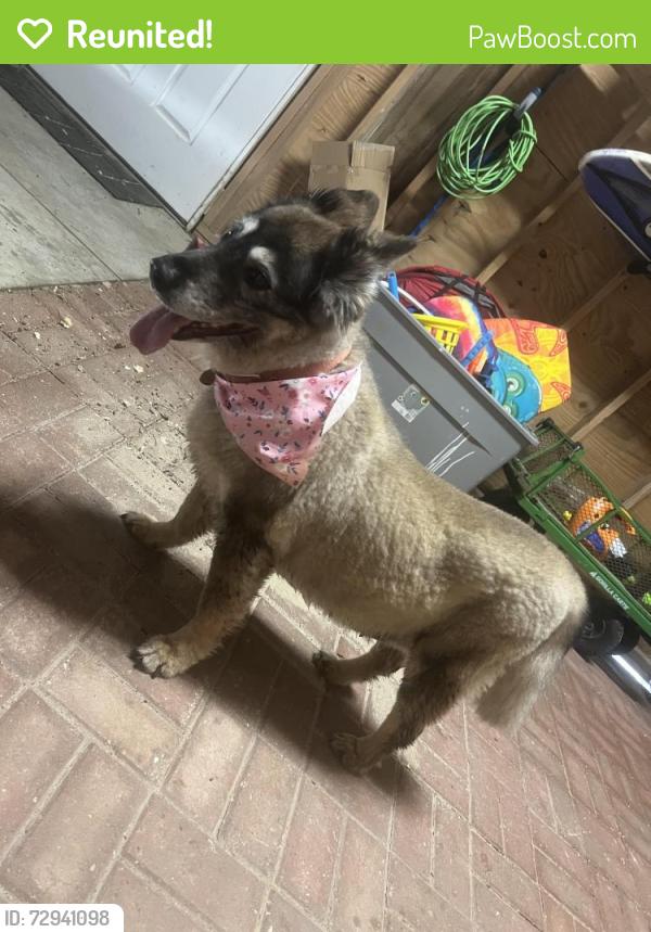 Reunited Female Dog last seen Half moon beach, Galveston, TX 77554